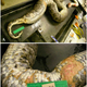 The Burmese python carcass. (Image: S. M. Boback et al., 2016)